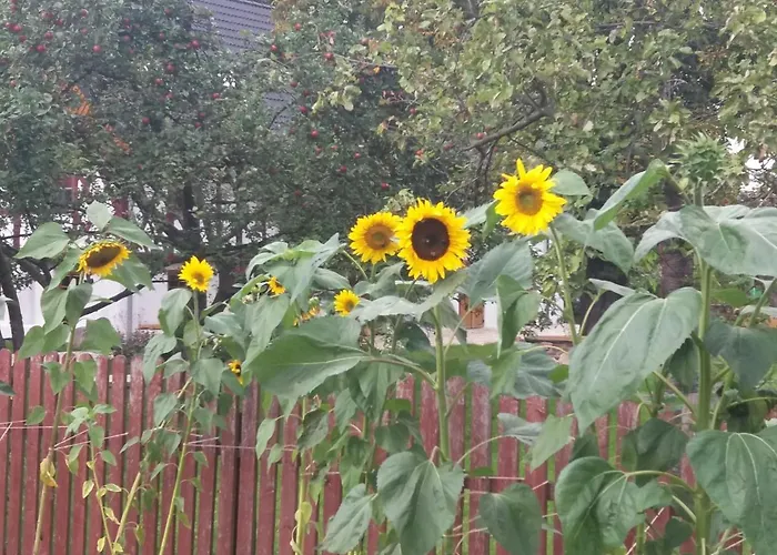 Gajowe Zacisze * Mirsk